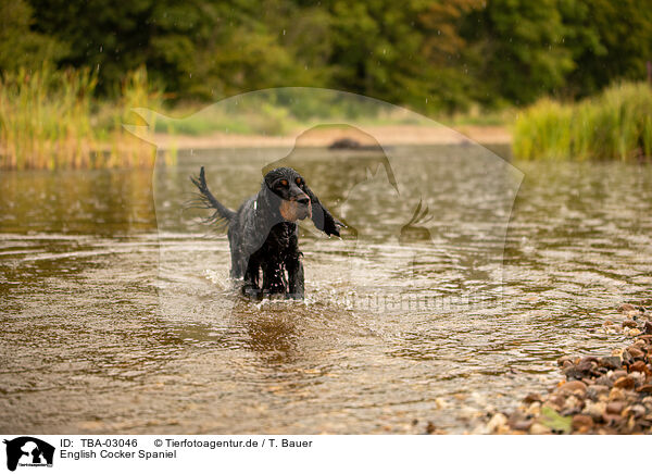 English Cocker Spaniel / English Cocker Spaniel / TBA-03046
