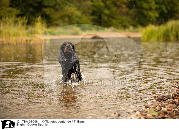 English Cocker Spaniel / English Cocker Spaniel / TBA-03048