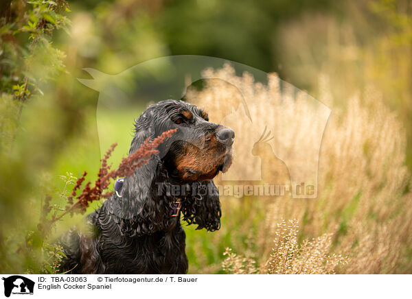 English Cocker Spaniel / TBA-03063