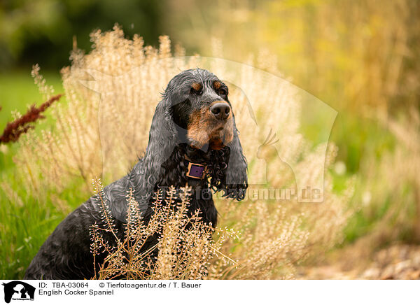 English Cocker Spaniel / TBA-03064