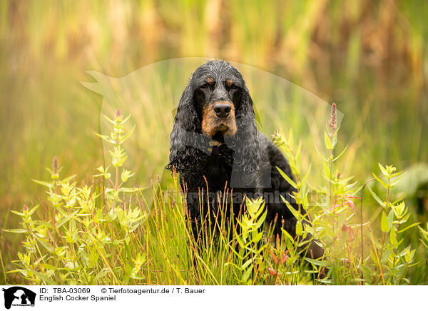 English Cocker Spaniel / TBA-03069