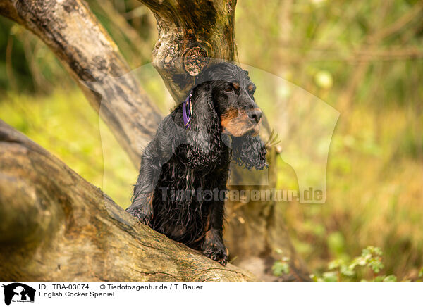 English Cocker Spaniel / TBA-03074