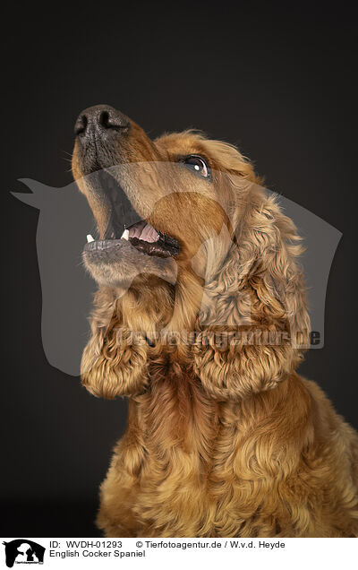 English Cocker Spaniel / English Cocker Spaniel / WVDH-01293