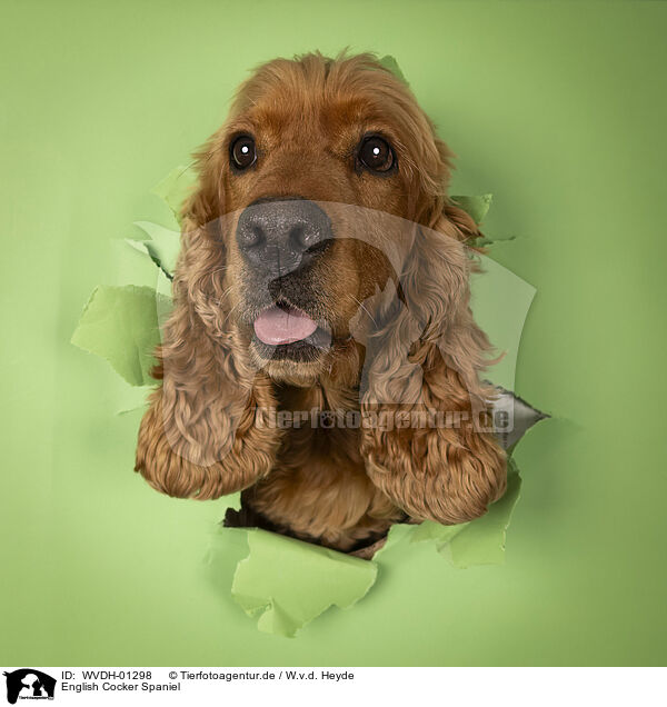 English Cocker Spaniel / English Cocker Spaniel / WVDH-01298
