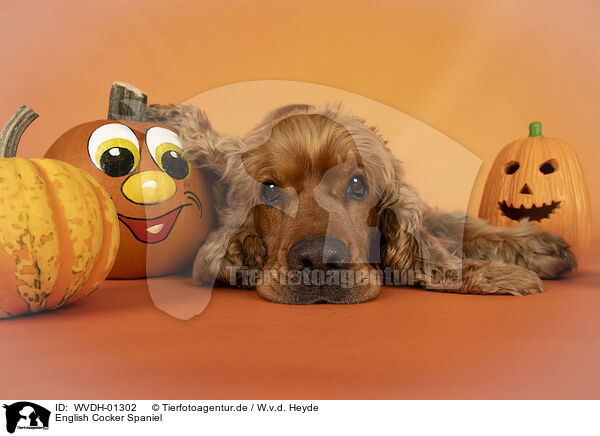 English Cocker Spaniel / English Cocker Spaniel / WVDH-01302