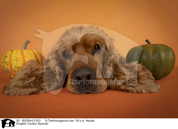 English Cocker Spaniel / English Cocker Spaniel / WVDH-01303