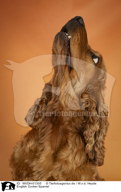 English Cocker Spaniel / English Cocker Spaniel / WVDH-01305