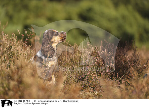 English Cocker Spaniel Welpe / English Cocker Spaniel Puppy / KB-18753