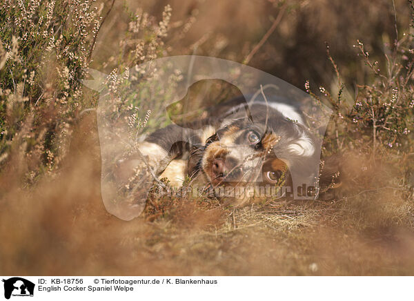 English Cocker Spaniel Welpe / English Cocker Spaniel Puppy / KB-18756
