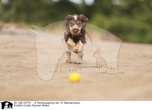 English Cocker Spaniel Welpe / English Cocker Spaniel Puppy / KB-18770