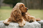 English Cocker Spaniel