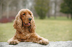 English Cocker Spaniel