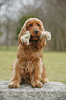 English Cocker Spaniel