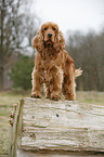 English Cocker Spaniel