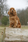 English Cocker Spaniel