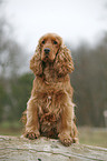 English Cocker Spaniel