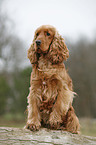 English Cocker Spaniel