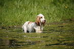 English Cocker Spaniel