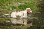 English Cocker Spaniel