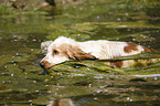 English Cocker Spaniel