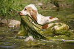 English Cocker Spaniel