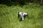 English Cocker Spaniel