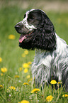 English Cocker Spaniel