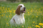 sitzender English Cocker Spaniel