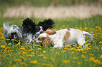 English Cocker Spaniel