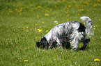 English Cocker Spaniel