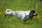 English Cocker Spaniel