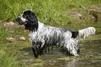 English Cocker Spaniel