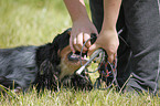 English Cocker Spaniel