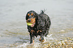 spielender Englischer Cocker Spaniel