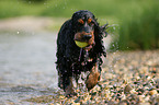 spielender Englischer Cocker Spaniel