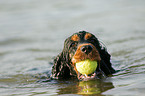 spielender Englischer Cocker Spaniel