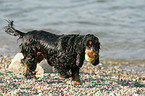 Englischer Cocker Spaniel