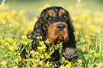 Englischer Cocker Spaniel Portrait