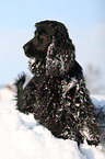 Cocker Spaniel