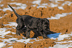 English Cocker Spaniel Welpe