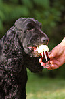 English Cocker Spaniel frisst Eis