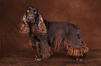 English Cocker Spaniel