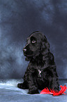 junger English Cocker Spaniel