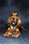 English Cocker Spaniel