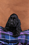 junger English Cocker Spaniel