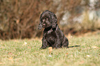 English Cocker Spaniel Welpe