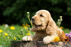 English Cocker Spaniel Welpe