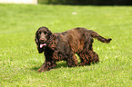 junger English Cocker Spaniel