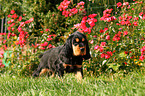 English Cocker Spaniel Welpe