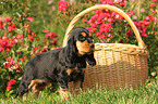 English Cocker Spaniel Welpe